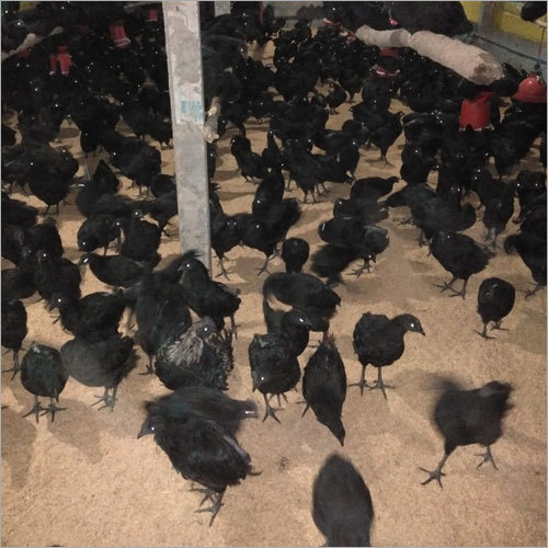 Black Kadaknath Chicken