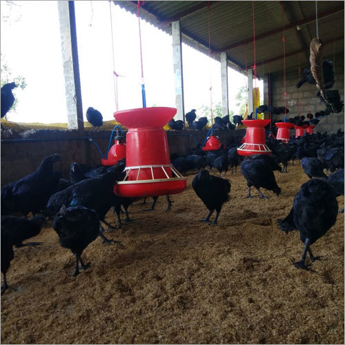 Black Kadaknath Live Chicken