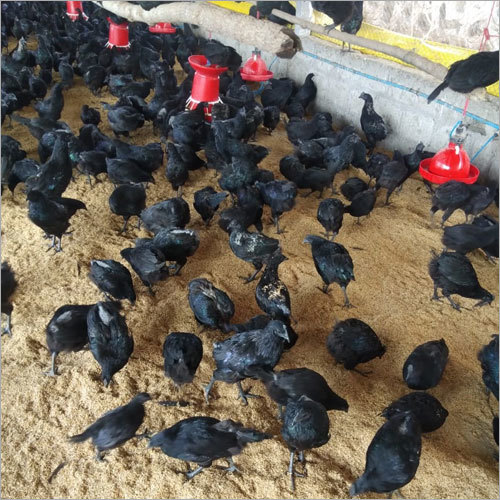 Black Poultry Kadaknath Chicken