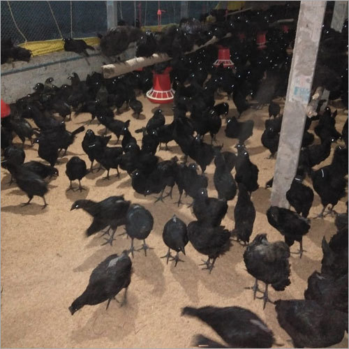 Black Poultry Kadaknath Chicken