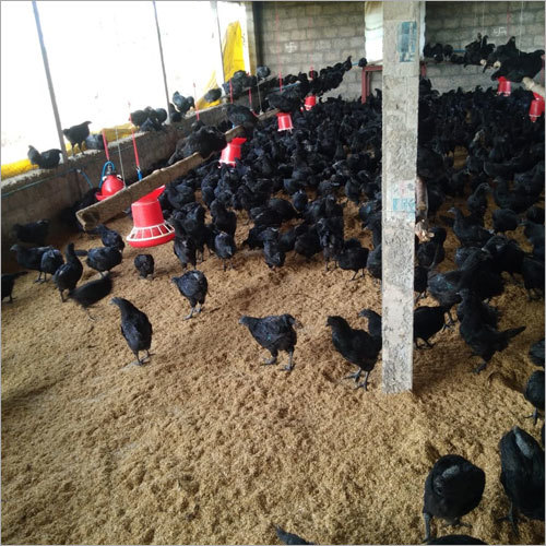 Black Kadaknath Chicken Weight: 1.5 Kg To 2 Kg Kilograms (Kg)