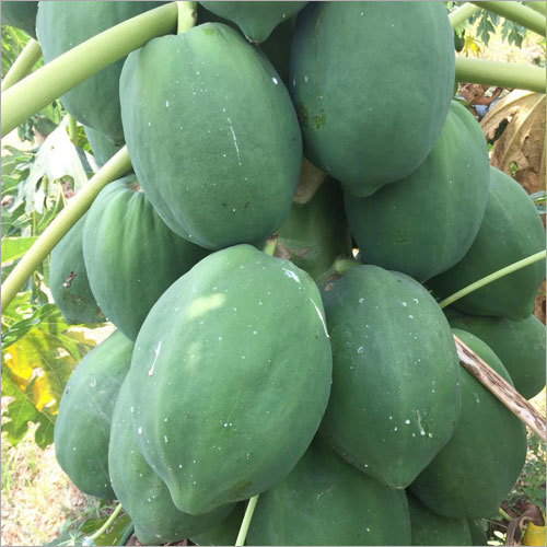 Papaya