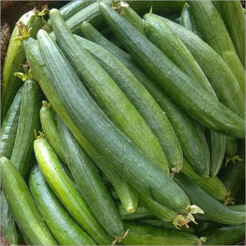 Ridge Gourd