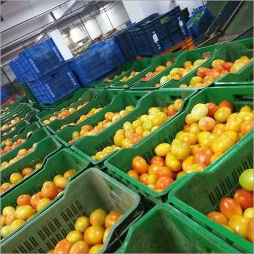 Fresh Tomato
