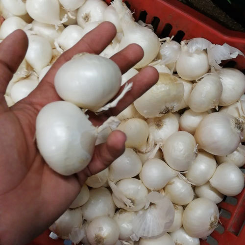 White Onion
