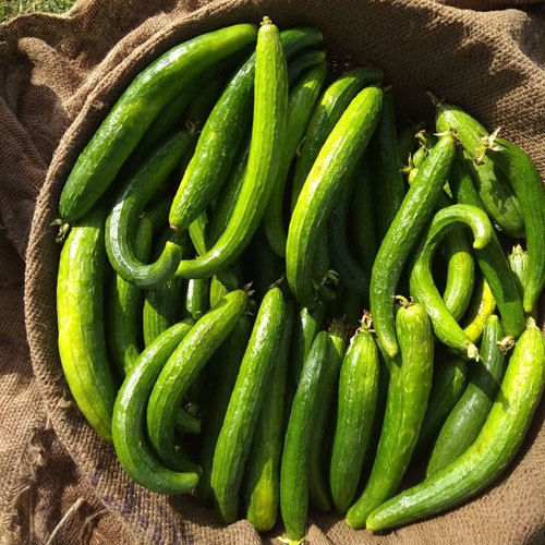 Fresh Ridge Gourd