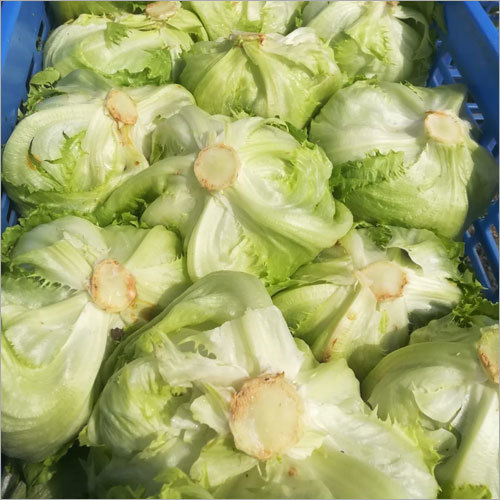 Cabbage