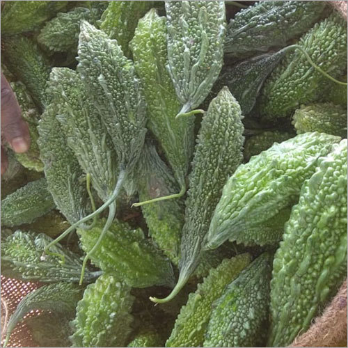 Fresh Bitter Gourd