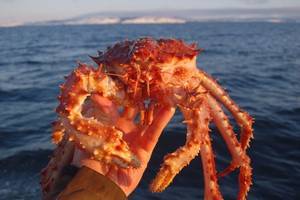 Frozen Red King Crab for Sale