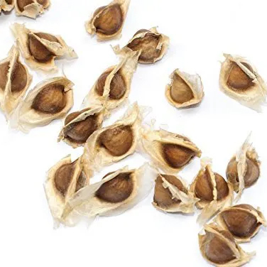 Moringa Seeds