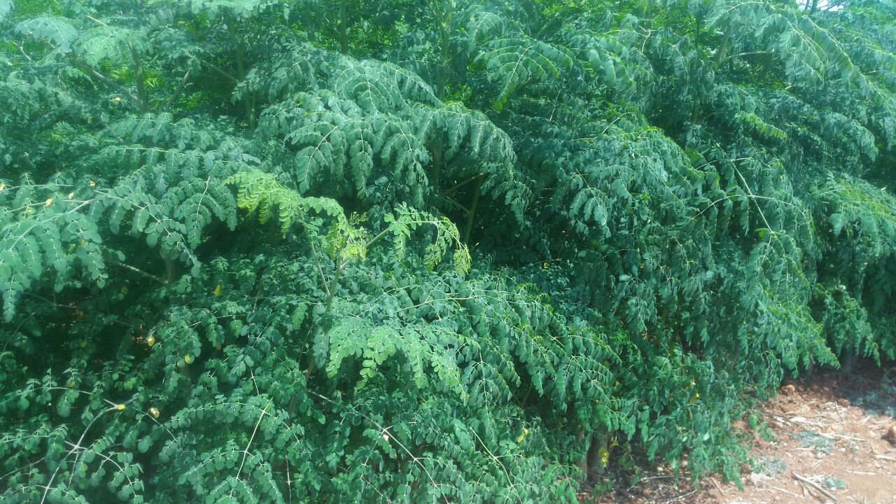 Organic Moringa Powder