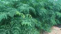 Organic Moringa Powder
