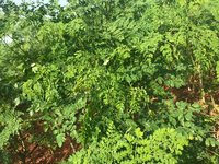 Organic Moringa Powder