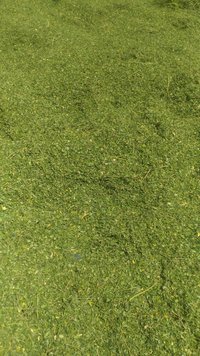 Organic Moringa Powder