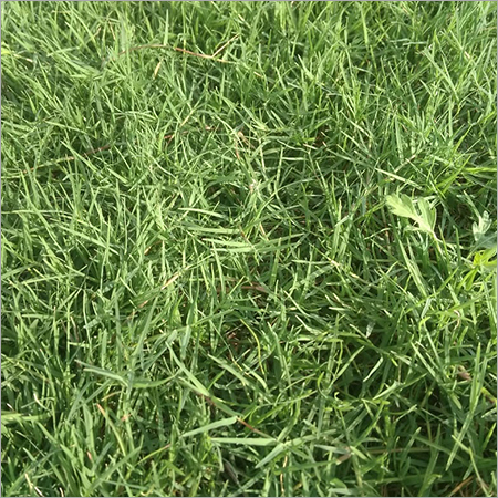 Lawn Variety Selection