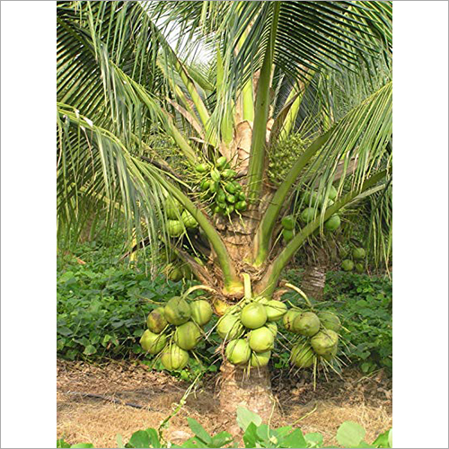 Green Coconut Nursery Plant