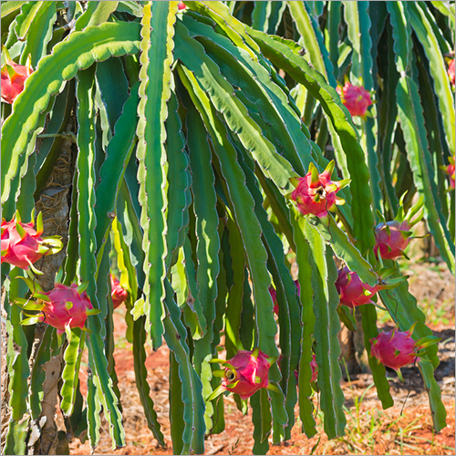 Dragon Fruit Plant - Natural Size, Green Color | 15-Year Shelf Life, Online Payment Accepted