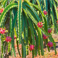 Dragon Fruit Plant - Natural Size, Green Color | 15-year Shelf Life, Online Payment Accepted