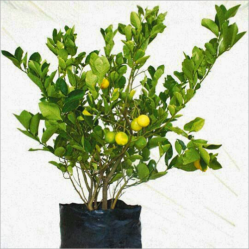 Lemon Tree - Green Lemon Plant, Natural Size | Online Payment Accepted, 15-Day Shelf Life, Other Lemon Varieties Available