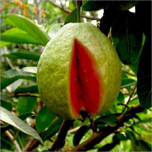 Red Guava Plant - Natural Size , Green Color, 15-Year Shelf Life, Online Payment Accepted, Variety: Guava Plant