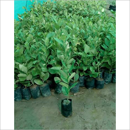 Green Seedless Lemon Plant