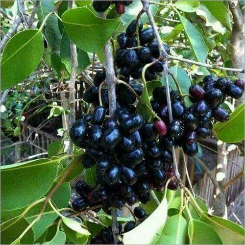 Thai Jamun Plant - Natural Size, Green Color | Variety: Other, Jamun Plant, Shelf Life: 15 Days, Online Payment Accepted