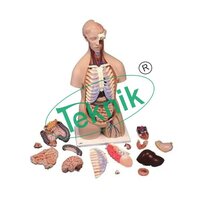 Human Trunk Bisexuel - Pvc Construction, 25 Removable Parts Including Brain, Lungs, Heart, Liver, Stomach, Kidneys, Bladder, And More