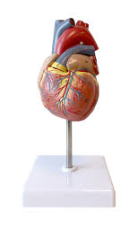 Model Heart Human Real Size