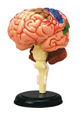 Detachable Brain Model