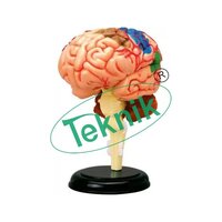 Detachable Brain Model - Pvc, 12x11x15cm, 8 Colored Parts Including Red Arteries, Yellow Cranial, Blue Veins, Pink Cortex, White Spinal Fiber | Visible Vascular System With Support