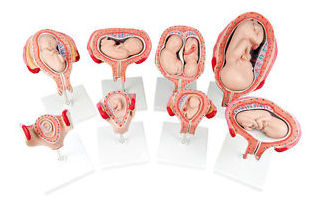 Model of Fetus Development