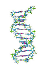 Dna Model 32 Bases