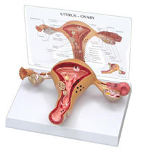 Model of Female Genital Bodies