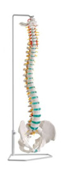 Vertebral Column With Flexible Basin