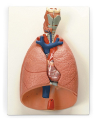 Lung Heart Model