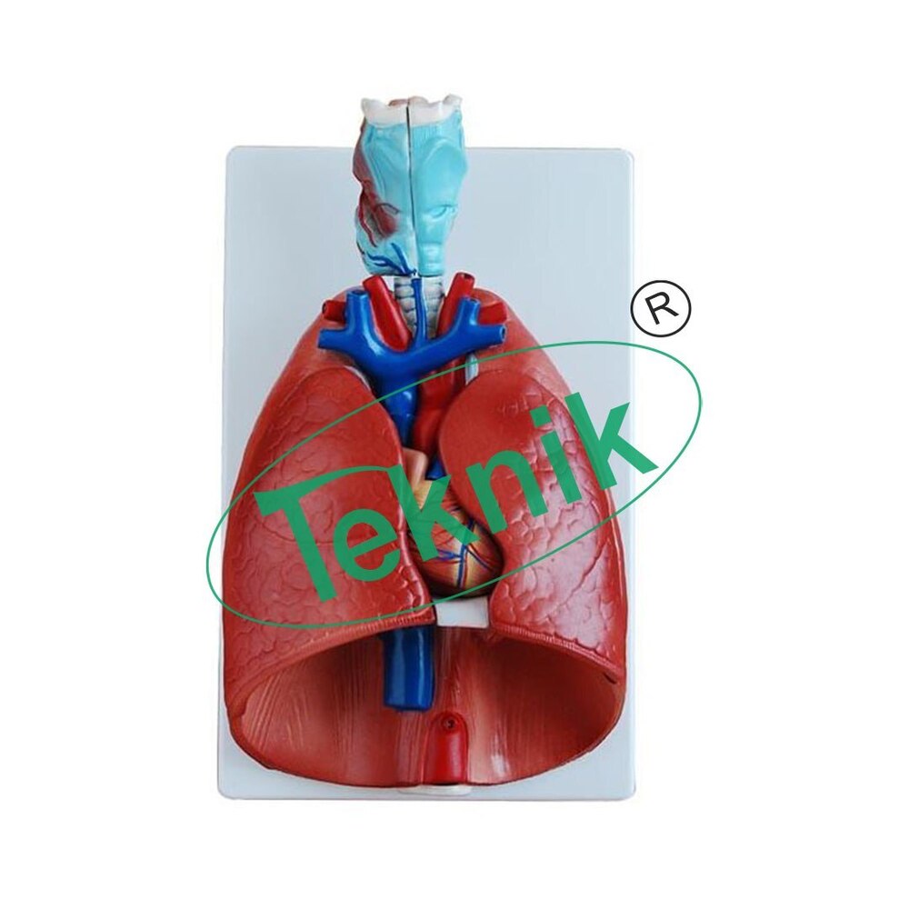 Lung Heart Model - 7-Part Larynx, Heart and Lower Airways Set Mounted on Support, Dimensions 260x400x120 mm