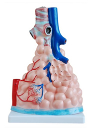 Model of Pulmonary Alveole