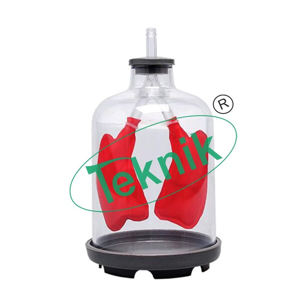 Pulmonary Ventilation Model