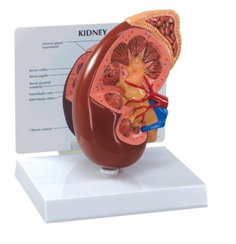 Human Kidney Model