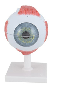 Demonable Eye Model