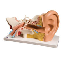 Ear Model