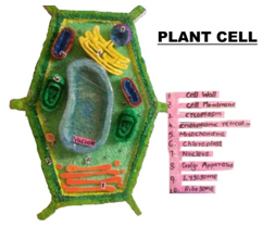 Vegetable Cell Model