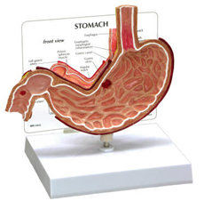 Human Stomach Model