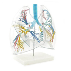 Transparent Lung Model