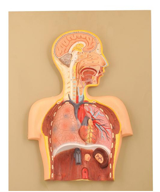 Model of the Respiratory System With Alveole