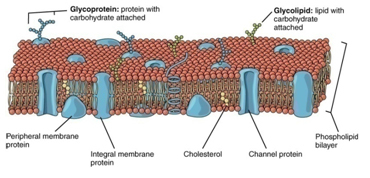 MODEL CELLULAR MEMBRANE