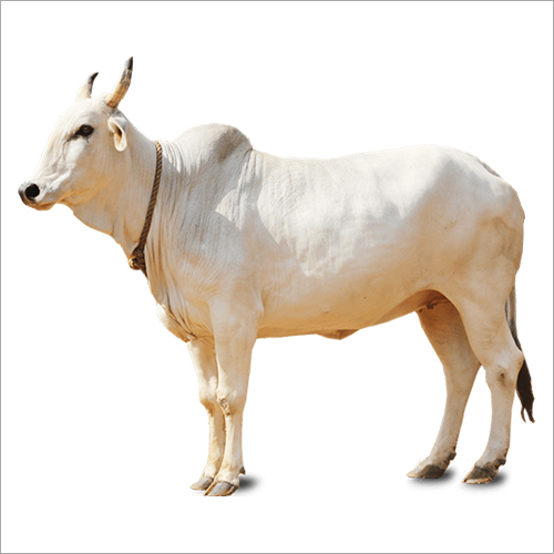 White Indian Desi Cow