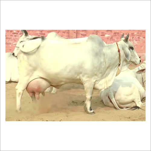 White Pure Desi Cow
