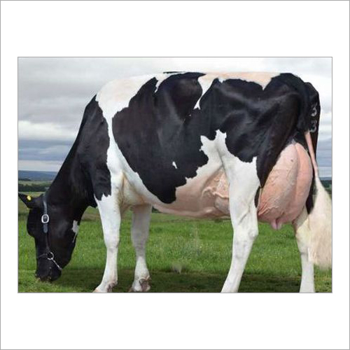 Black And White Desi Hf Cow