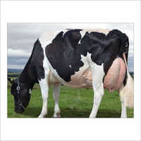 Black And White Desi Hf Cow